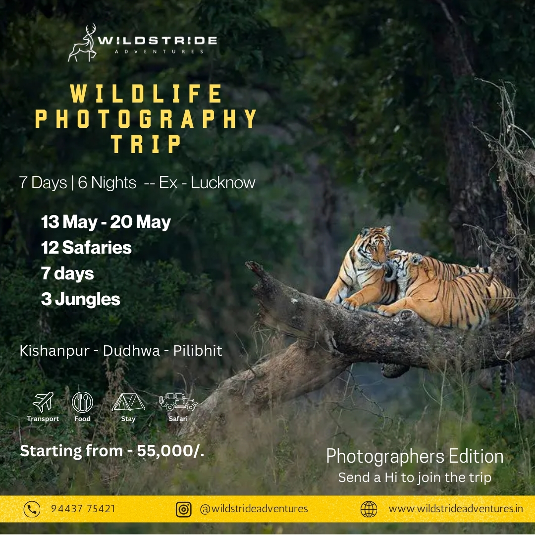 Discover the Wilds of Yala