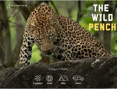 Explore the Wild Heart of Pench